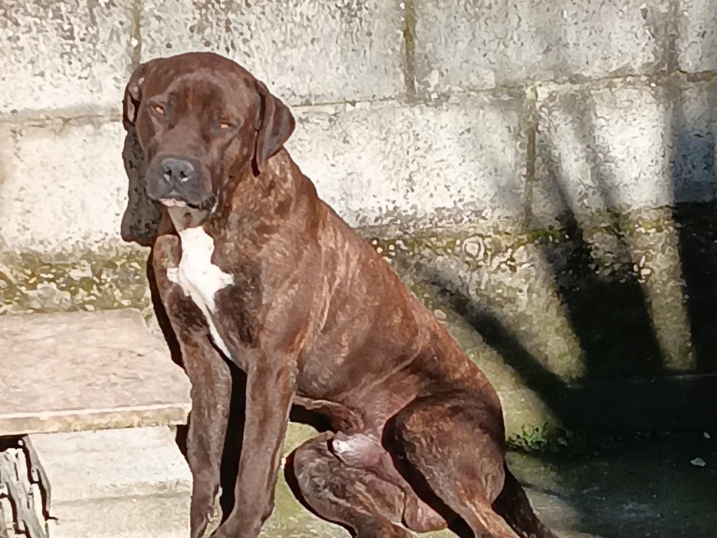Foto dell'animale
