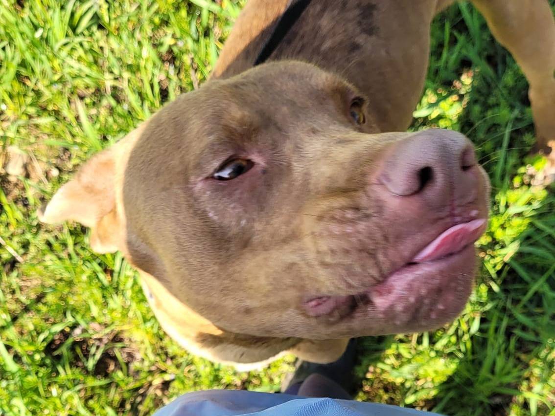 Adotta un cane, maschio, 2 anni  e 6 mesi , Milano