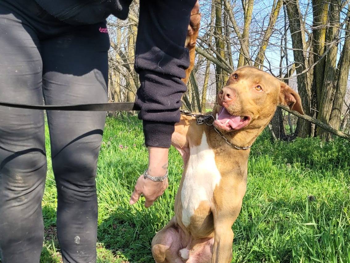Adotta un cane, taglia media, maschio, Milano