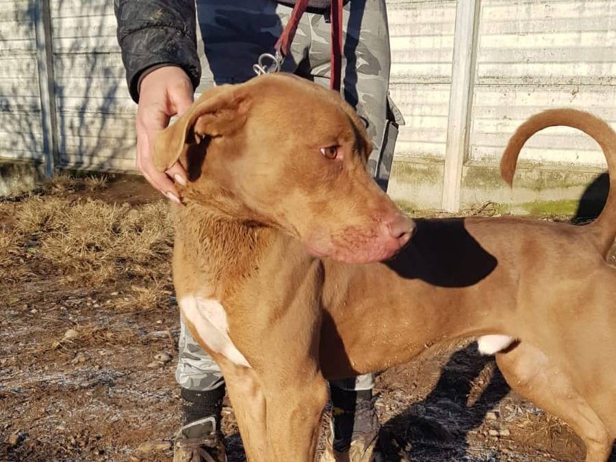 Vuoi adottare un cane a Milano?