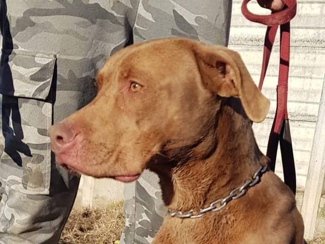 Adotta il cane ZORO a Milano