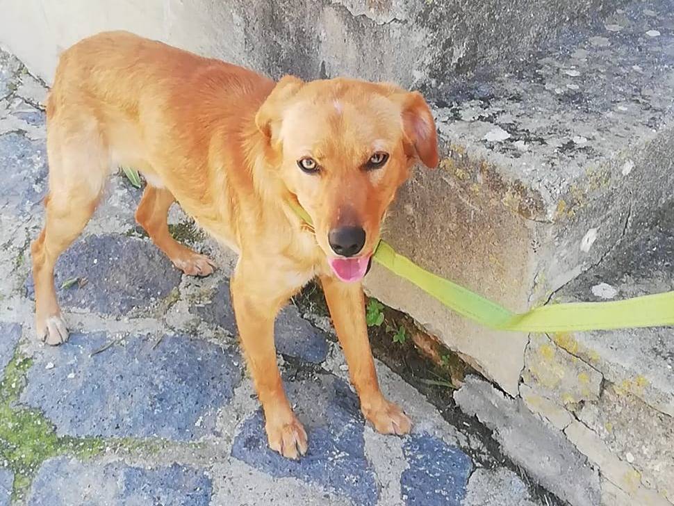 Adotta un cane, maschio, 2 anni  e 1 mese, Messina
