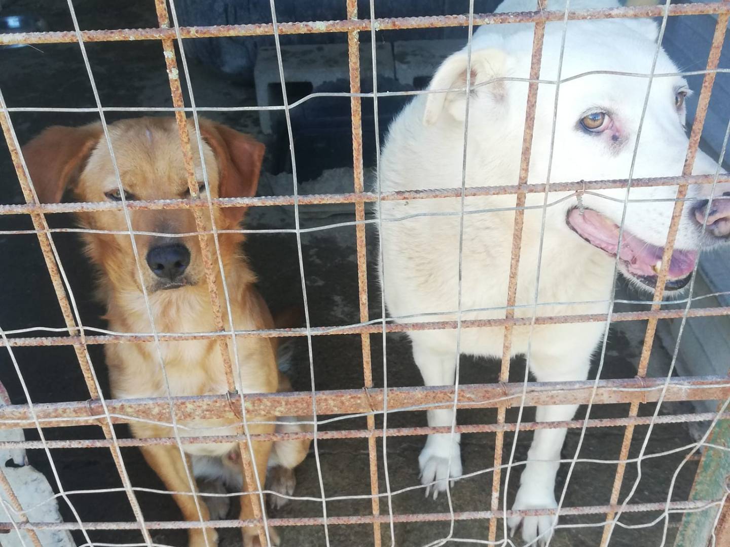 Adotta un cane, taglia media, maschio, Messina