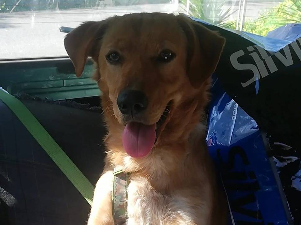 Vuoi adottare un cane a Messina?