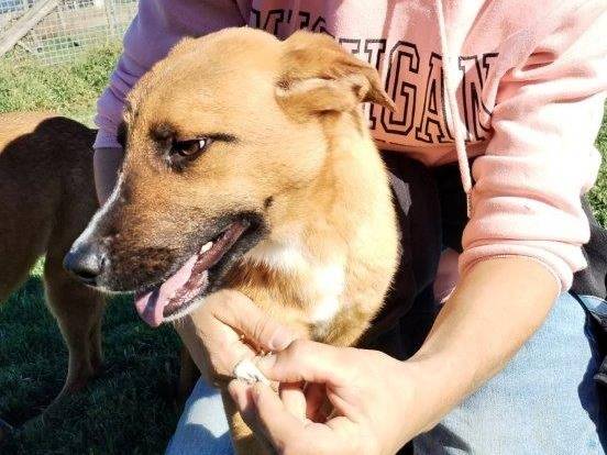 Adozione cane, maschio, meticcio, 2 anni  e 7 mesi , taglia media contenuta, Latina