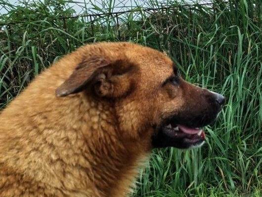Adotta un cane, maschio, 2 anni  e 7 mesi , Latina