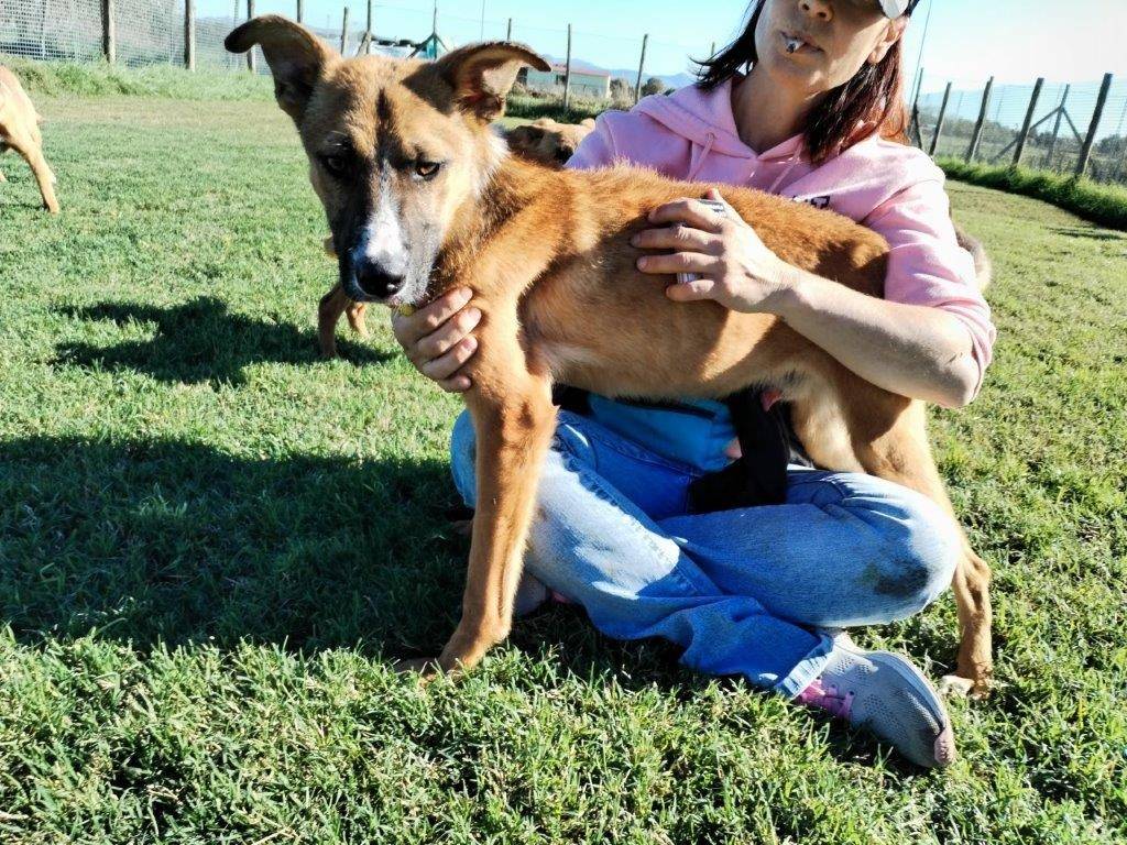 Adotta un cane, taglia media contenuta, maschio, Latina