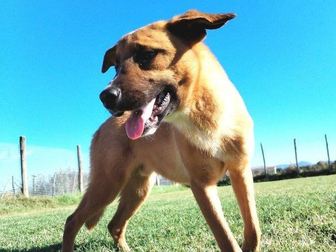Vuoi adottare un cane a Latina?