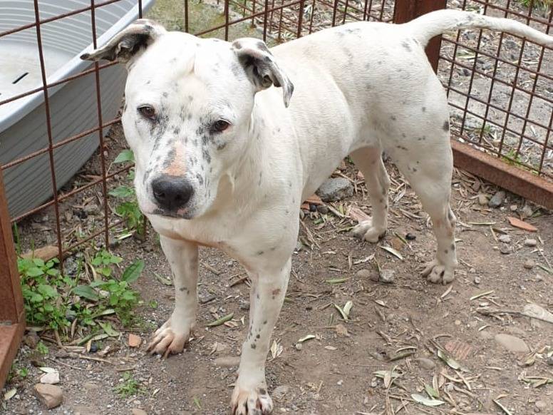 Adotta un cane, femmina, 5 anni  e 6 mesi , Catania