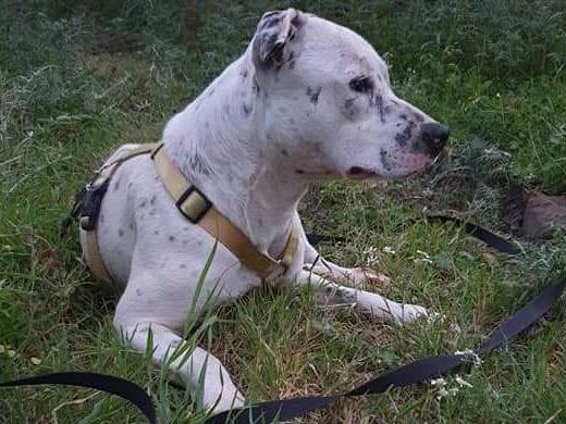Adotta un cane, taglia media, femmina, Catania