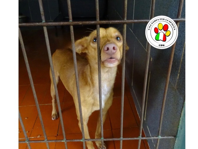 Adozione cane, maschio, meticcio, 4 anni e 6 mesi, taglia piccola, Milano