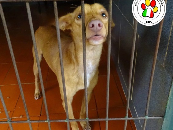 Adotta un cane, maschio, 4 anni e 6 mesi, Milano