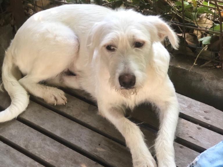Adozione cane, femmina, Spinone, 4 anni, taglia media, Siracusa