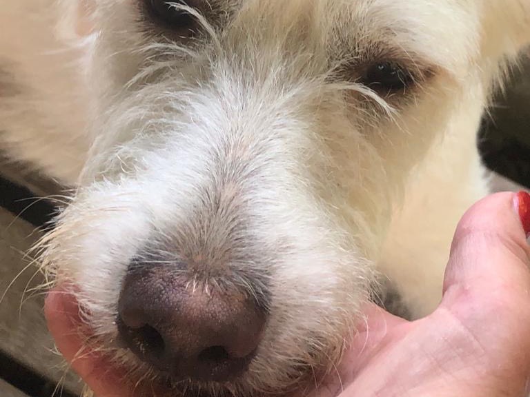 Adotta un cane, femmina, 4 anni, Siracusa