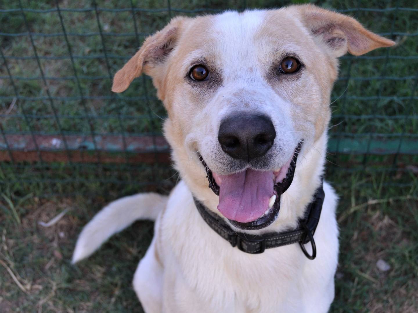 Adotta un cane, maschio, 7 anni  e 8 mesi , Pavia