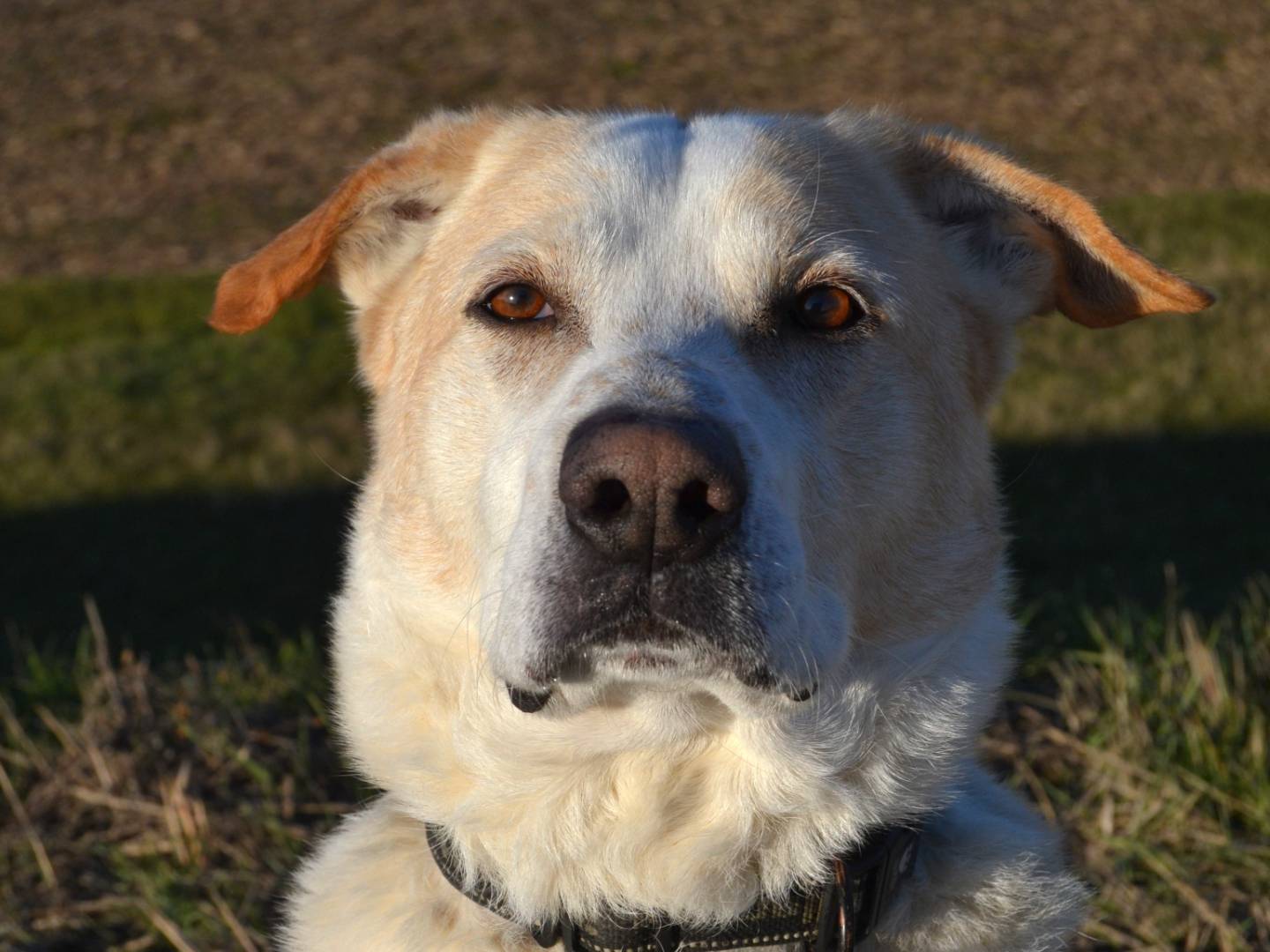 Vuoi adottare un cane a Pavia?