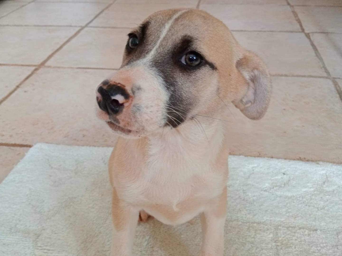 Adozione cane, femmina, meticcio, 2 anni e 3 mesi, taglia media, Cosenza