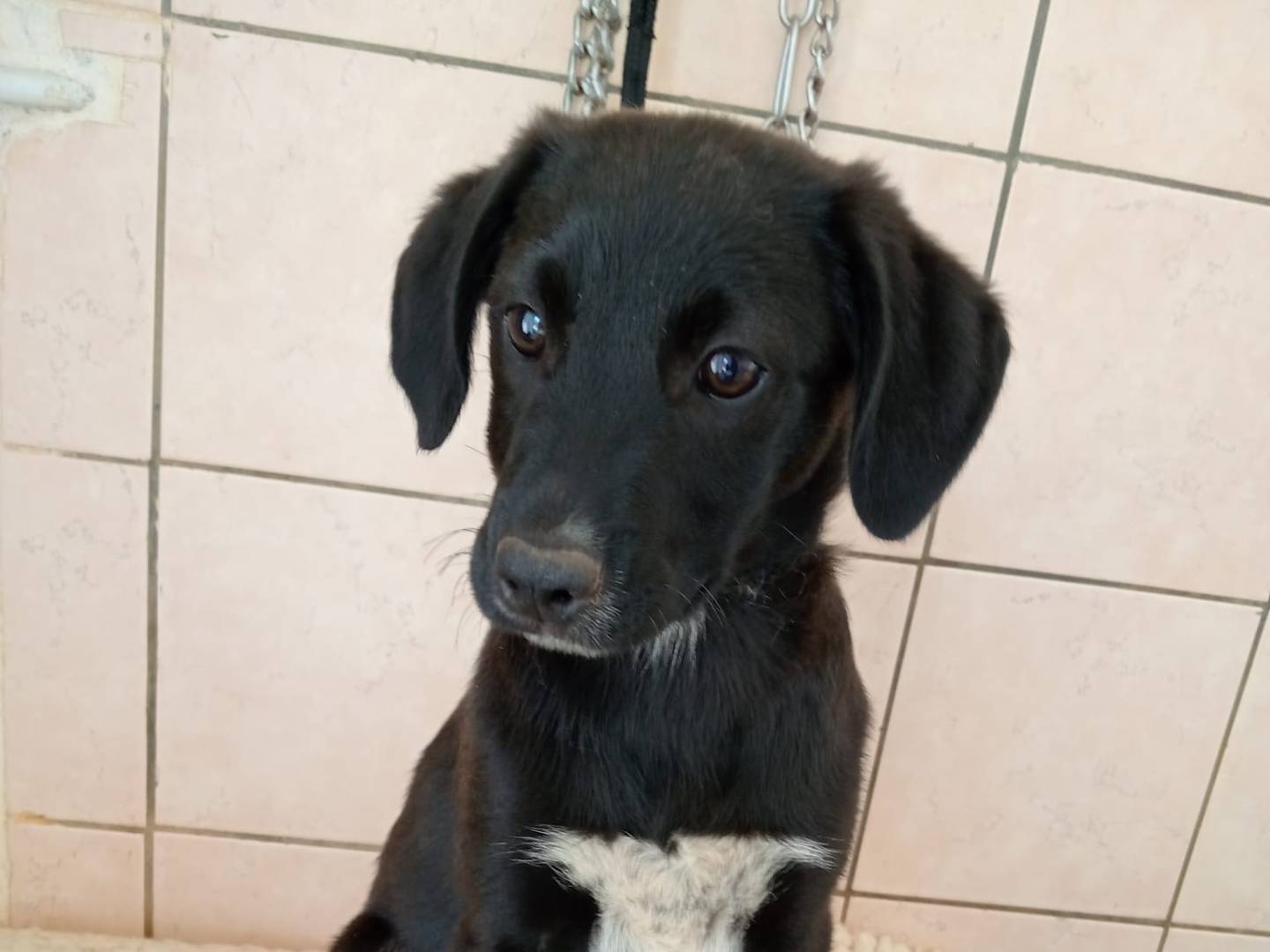 Adozione cane, maschio, meticcio, 2 anni e 3 mesi, taglia media, Cosenza