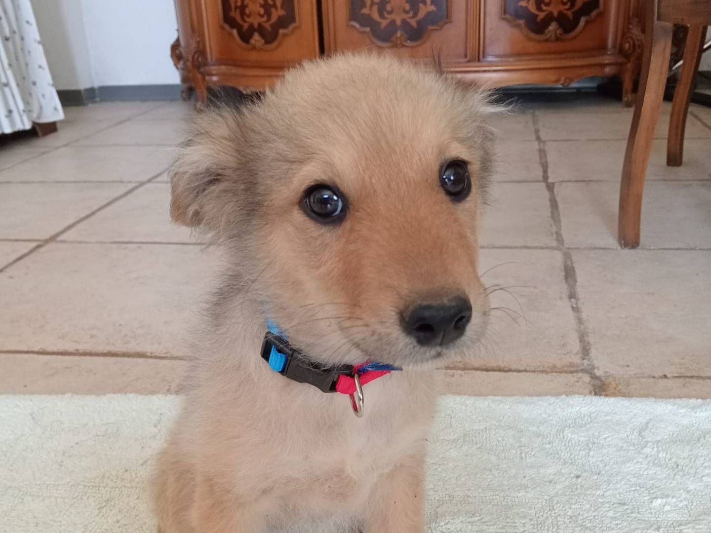 Adotta un cane, femmina, 2 anni e 3 mesi, Cosenza