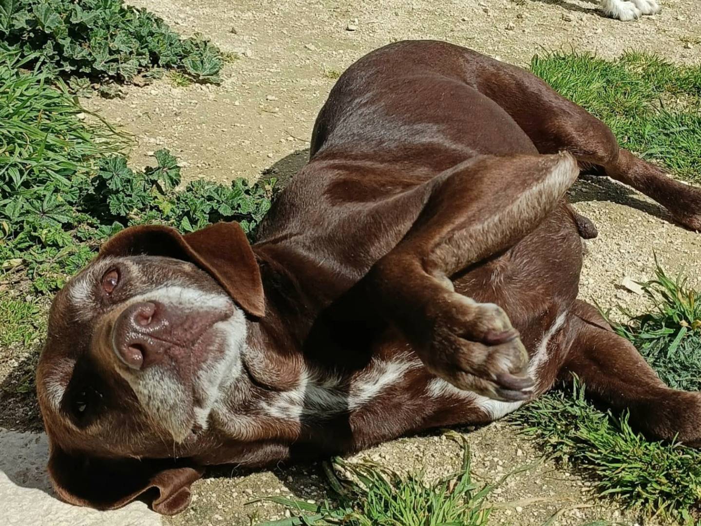 Adotta il cane Ingrid  a Palermo