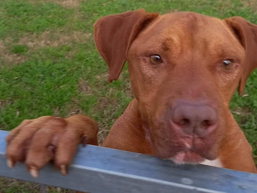 Adotta un cane, maschio, 6 anni  e 2 mesi , Caserta