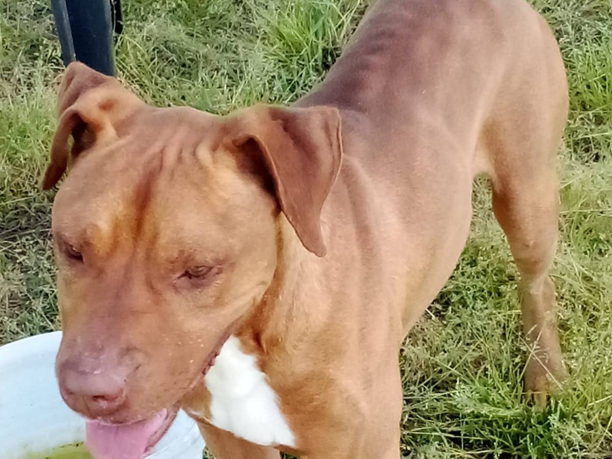 Adotta un cane, taglia media, maschio, Caserta
