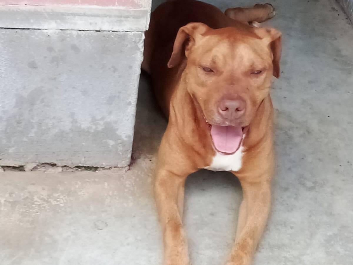 Vuoi adottare un cane a Caserta?