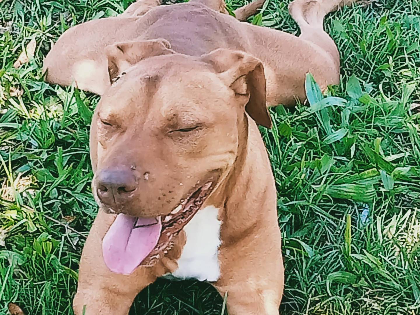 Adotta il cane Dominic: Pitbull rednose cerca nuova famiglia  a Caserta