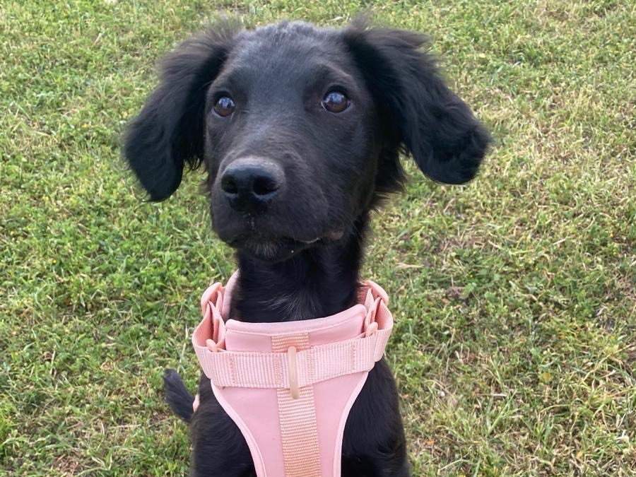 Adozione cane, femmina, meticcio, 2 anni e 9 mesi, taglia media, Siracusa