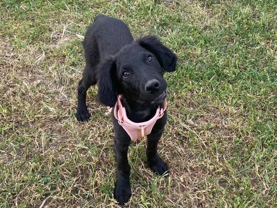 Adotta un cane, femmina, 2 anni e 9 mesi, Siracusa