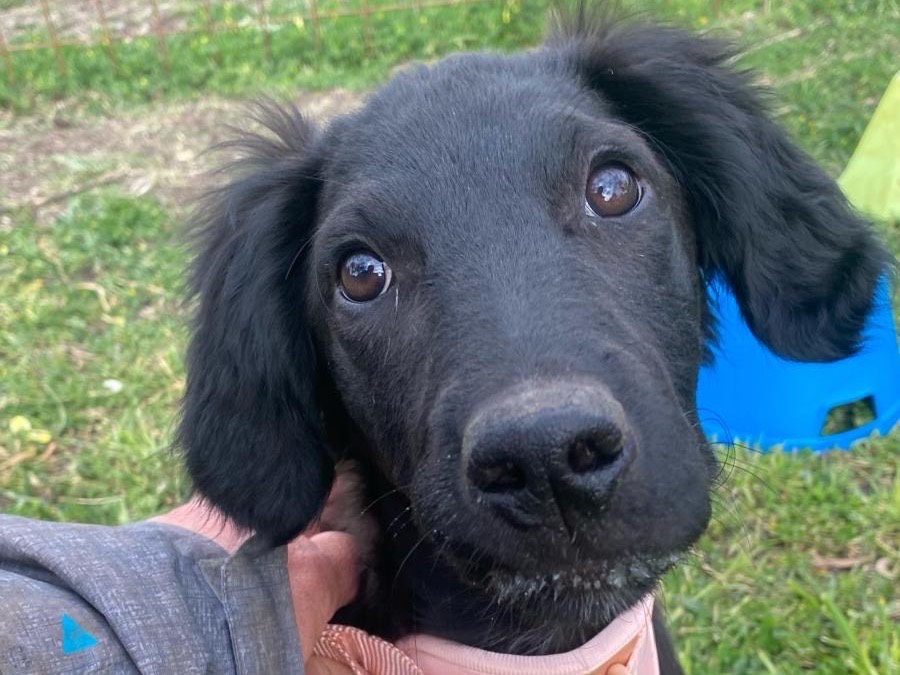 Adotta un cane, taglia media, femmina, Siracusa