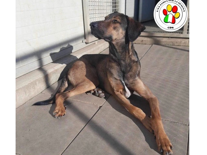 Adozione cane, maschio, meticcio, 2 anni e 8 mesi, taglia media contenuta, Milano