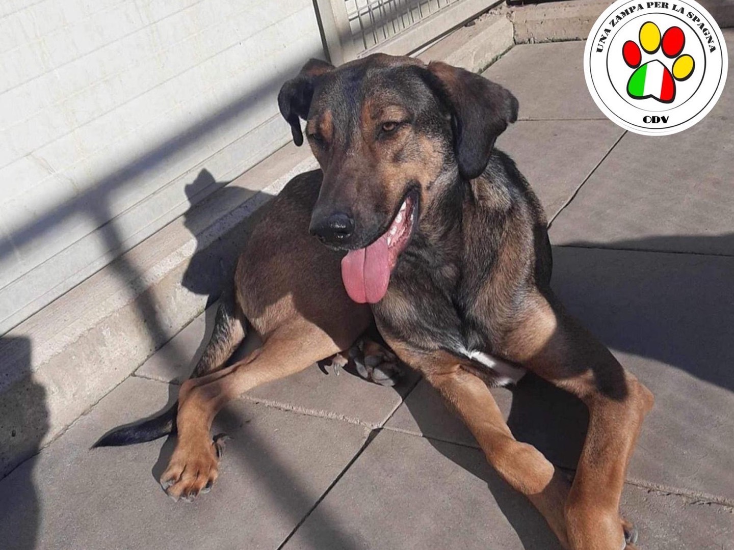Adotta un cane, maschio, 2 anni e 8 mesi, Milano