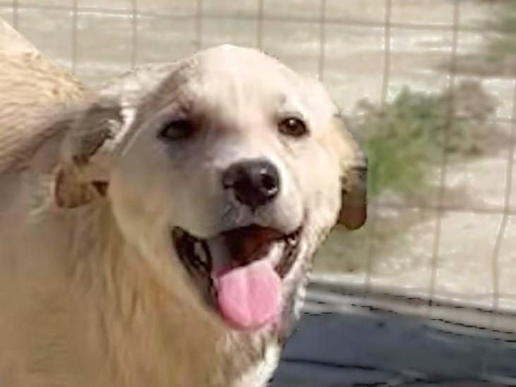 Adozione cane, femmina, meticcio, 2 anni, taglia media, Crotone