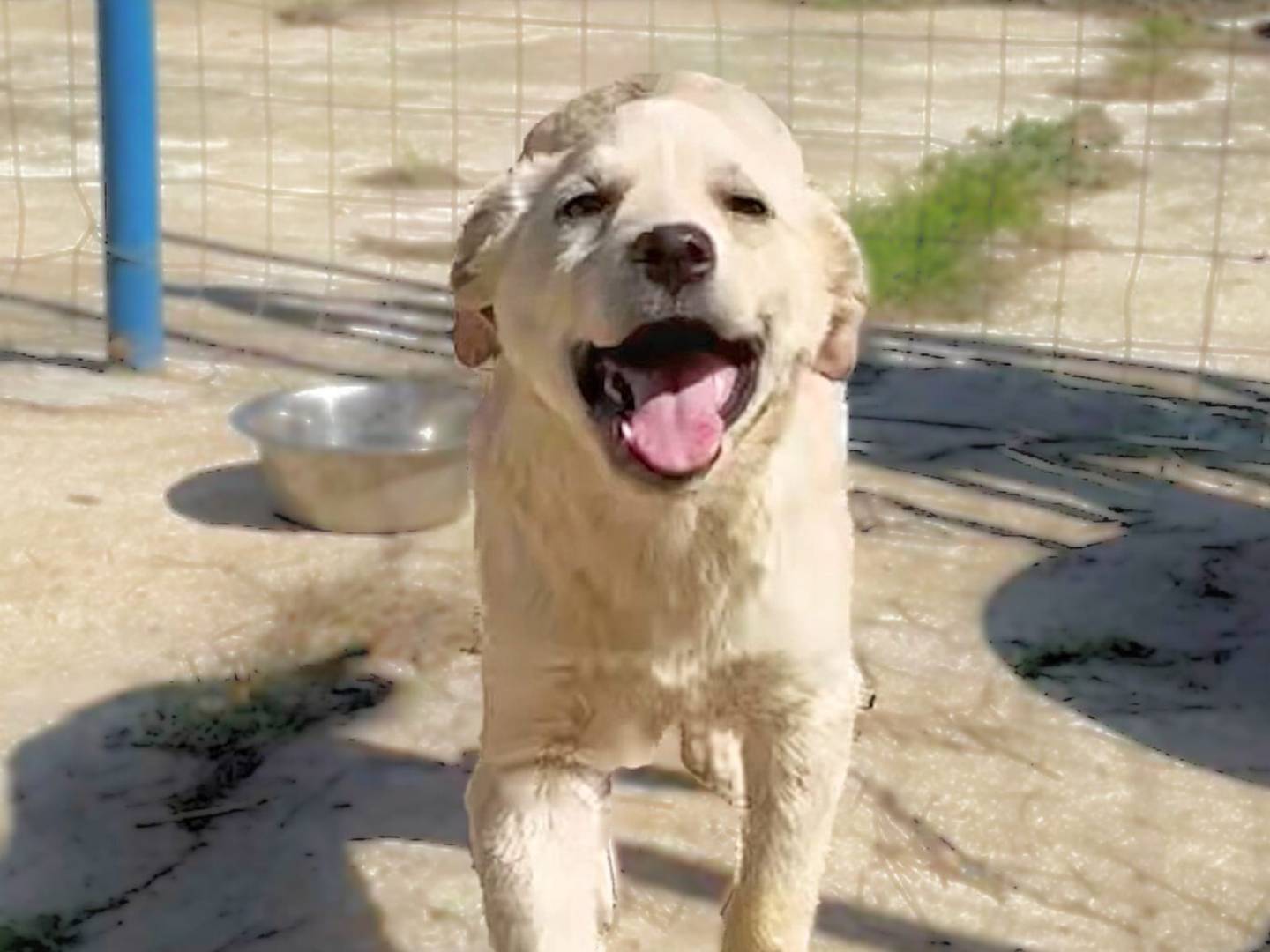 Adotta un cane, femmina, 2 anni, Crotone