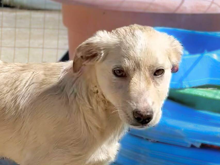 Adotta un cane, taglia media, femmina, Crotone