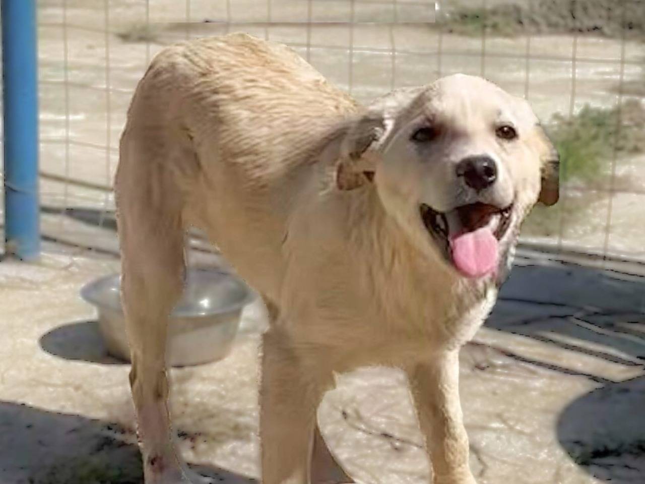 Vuoi adottare un cane a Crotone?