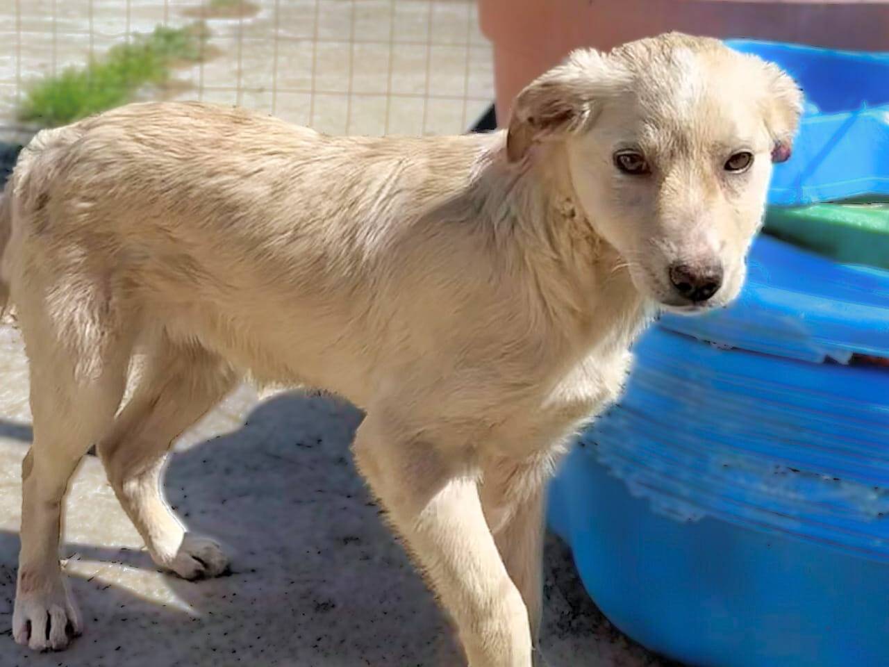 Adotta il cane URSULA  a Crotone