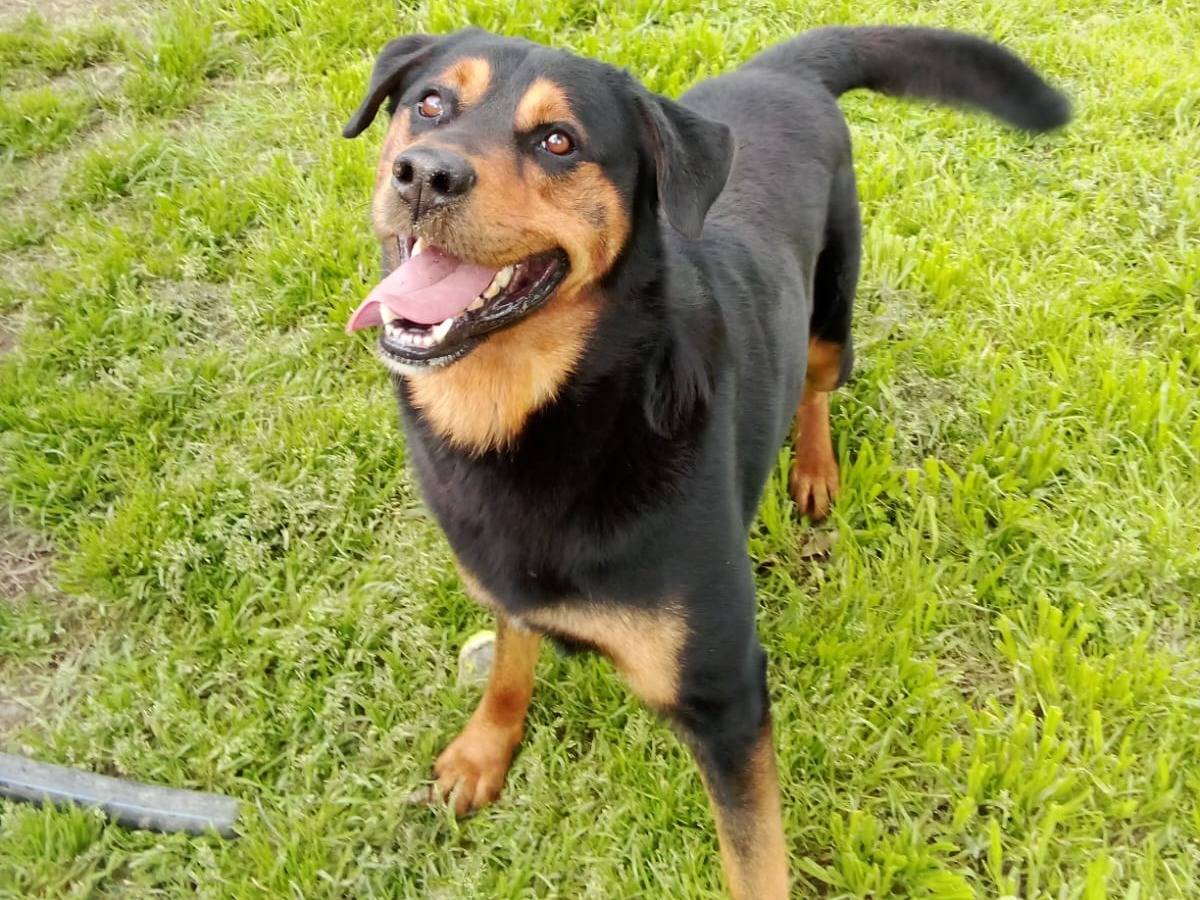 Adozione cane, maschio, Rottweiler, 5 anni , taglia grande, Caserta