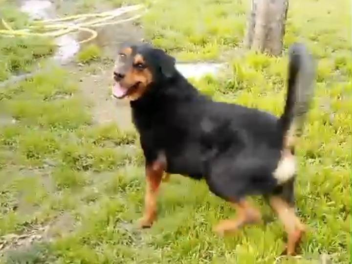 Adotta un cane, maschio, 5 anni , Caserta