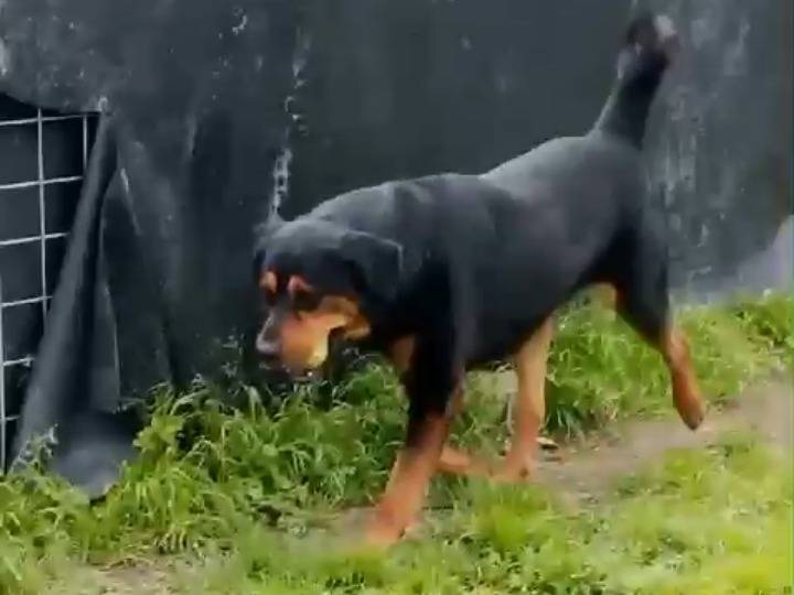 Adotta un cane, taglia grande, maschio, Caserta