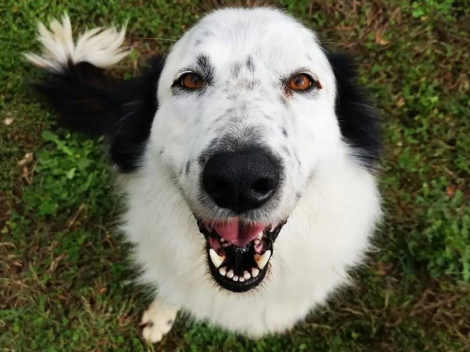 Adozione cane, maschio, Border Collie, 6 anni, taglia grande, Viterbo