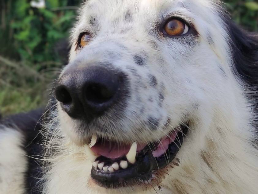 Adotta un cane, maschio, 6 anni, Viterbo