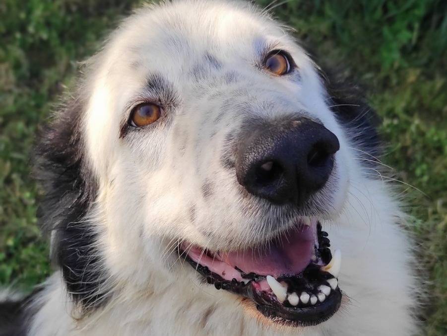 Adotta un cane, taglia grande, maschio, Viterbo