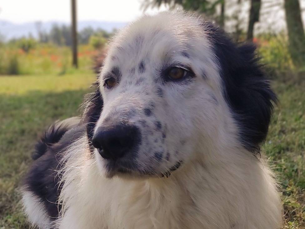 Vuoi adottare un cane a Viterbo?