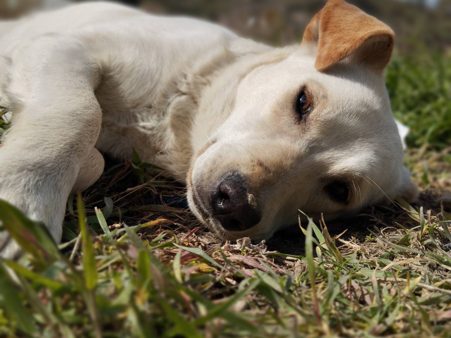 Adozione cane, femmina, meticcio, 2 anni e 9 mesi, taglia media, Catania