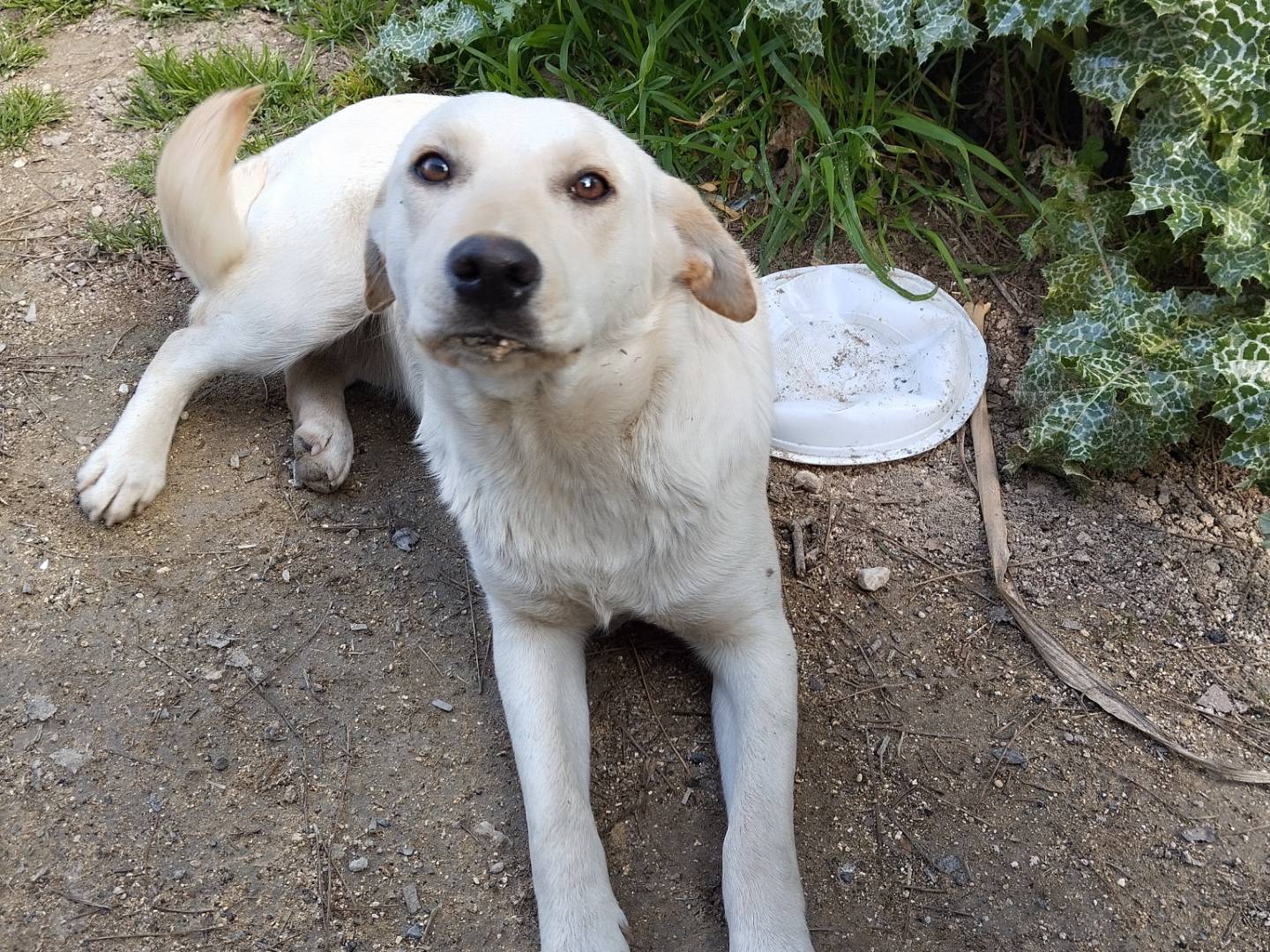 Adotta un cane, femmina, 2 anni e 9 mesi, Catania