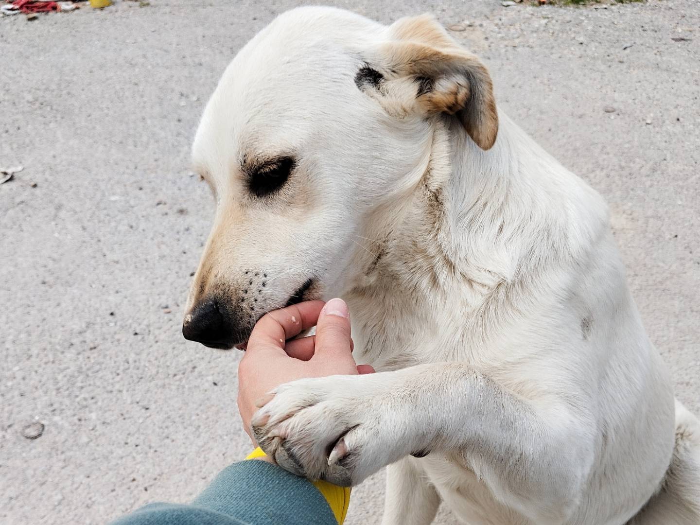 Adotta un cane, taglia media, femmina, Catania