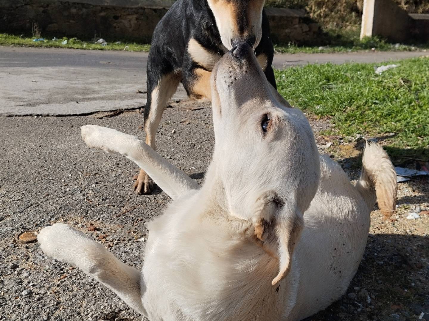 Vuoi adottare un cane a Catania?