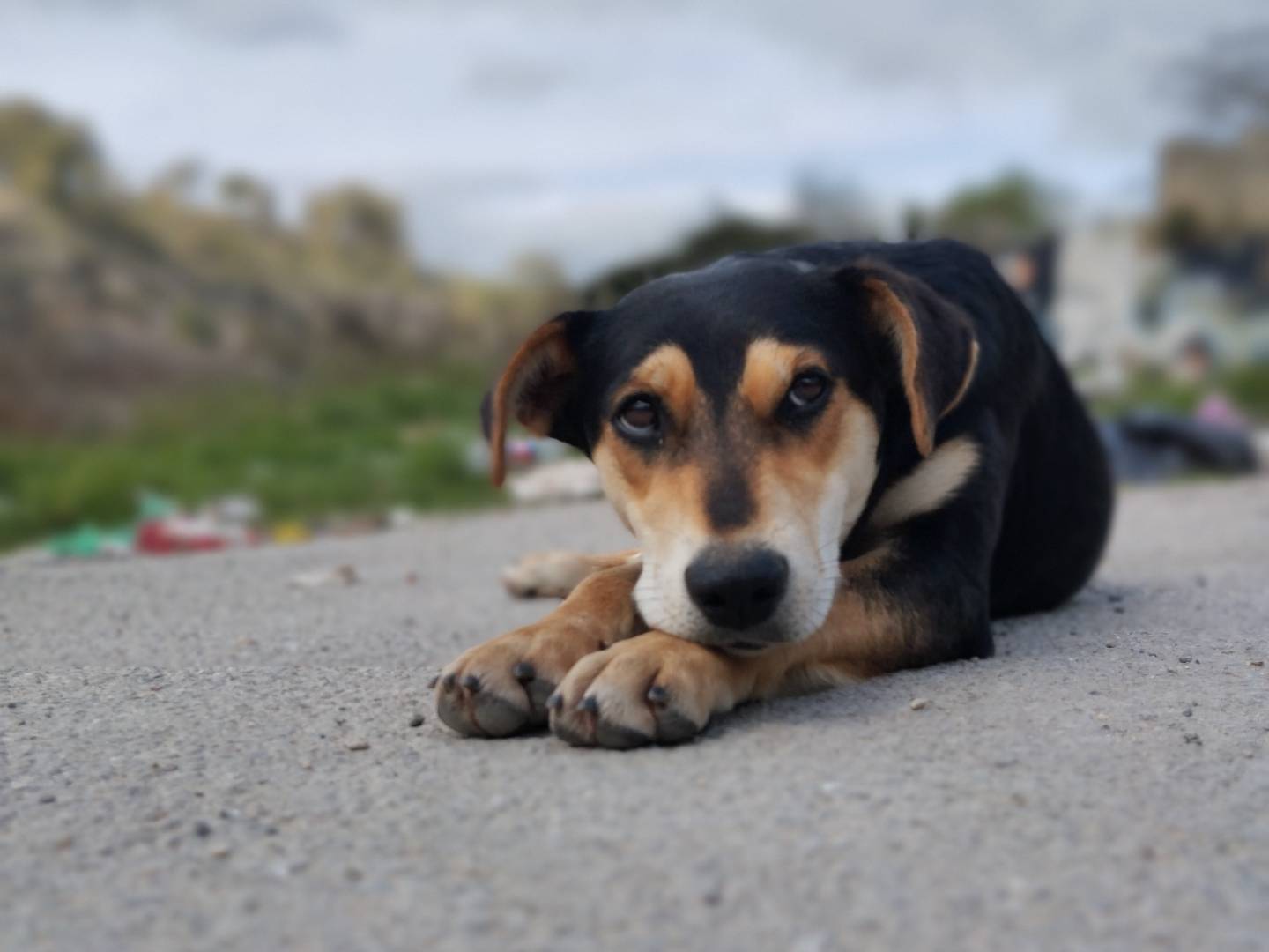 Adozione cane, femmina, meticcio, 2 anni e 9 mesi, taglia media, Catania